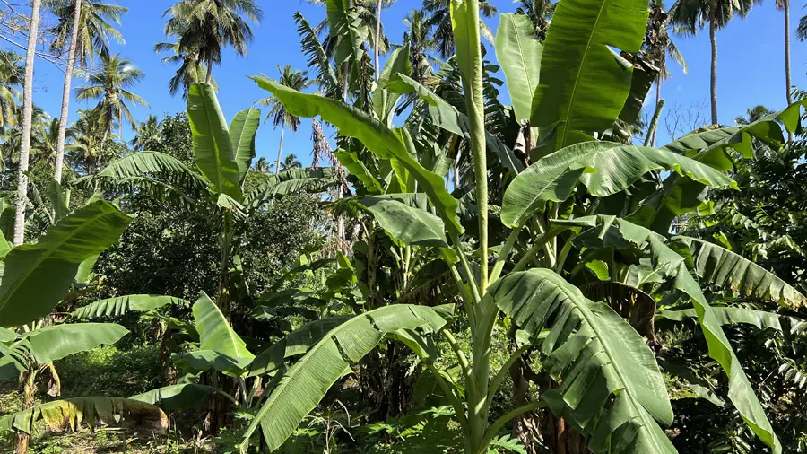 incontournables des Comores