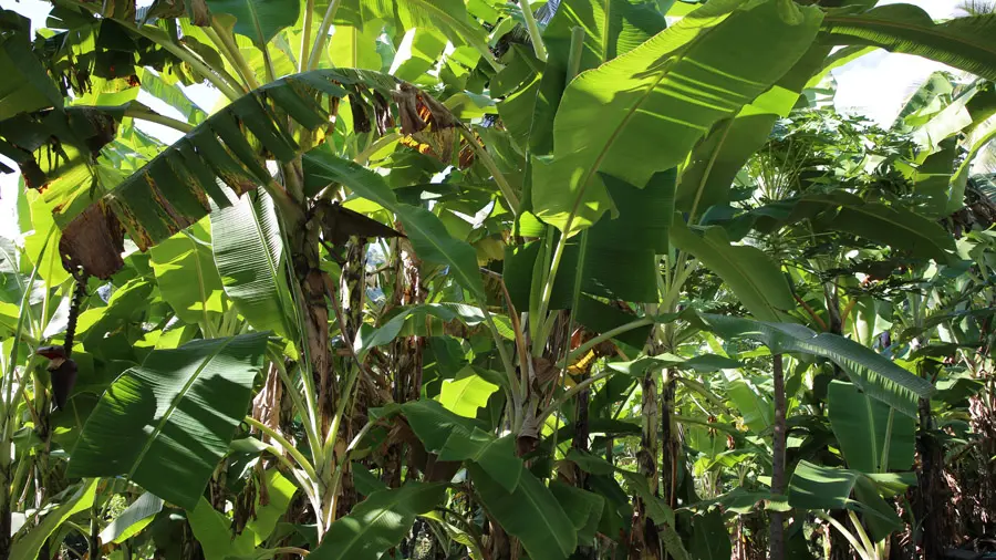 incontournables des Comores