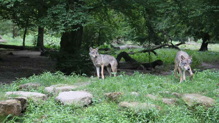 Les incontournables du parc animalier Sainte-Croix