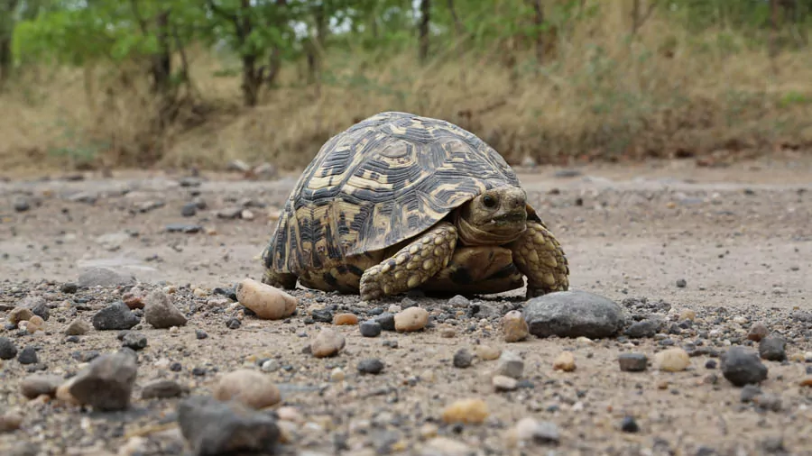 incontournables du Zimbabwe