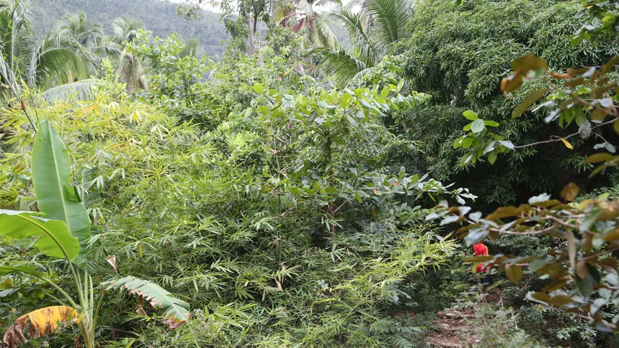 incontournables à Haïti