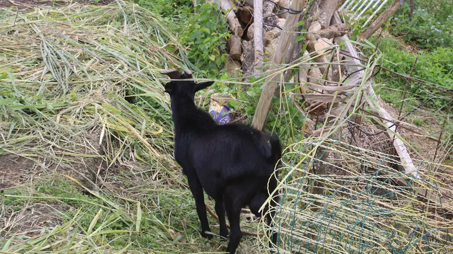 incontournables de la Martinique