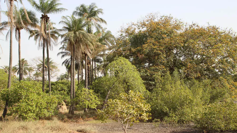 incontournables de la Guinée continentale