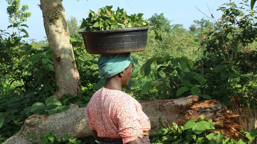 incontournables de l'Ouganda