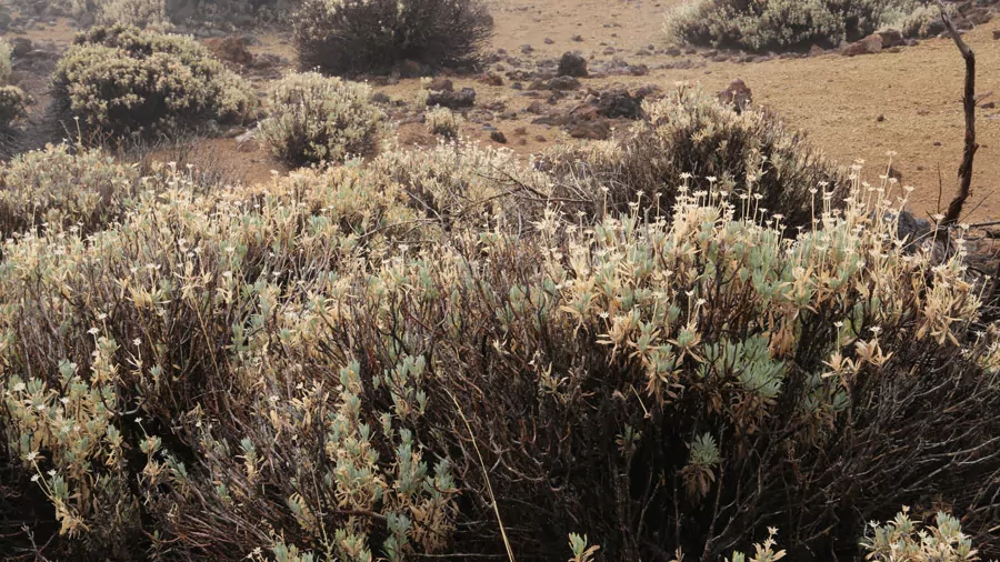 incontournables de Tenerife
