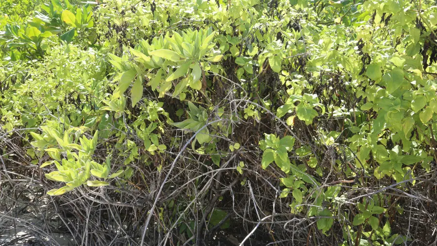 incontournables de l'atoll d'Alifu
