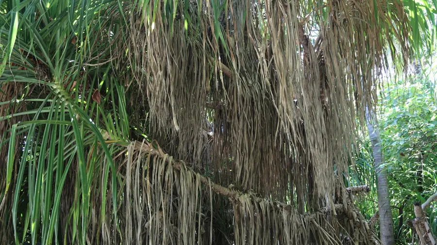 incontournables de l'atoll de Baa