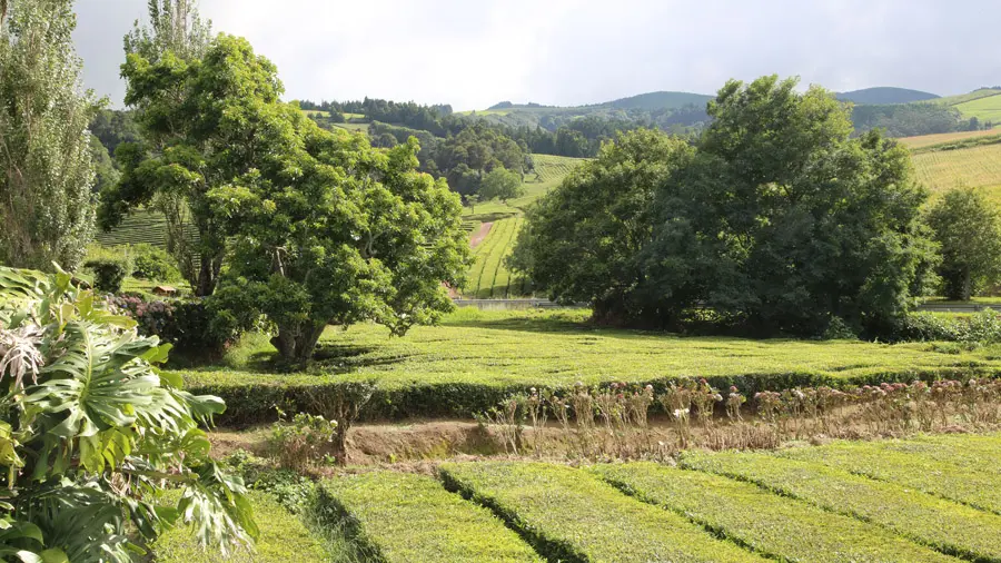 incontournables de Terceira