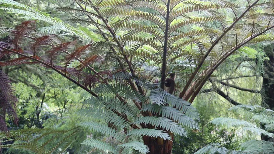 incontournables de Terceira