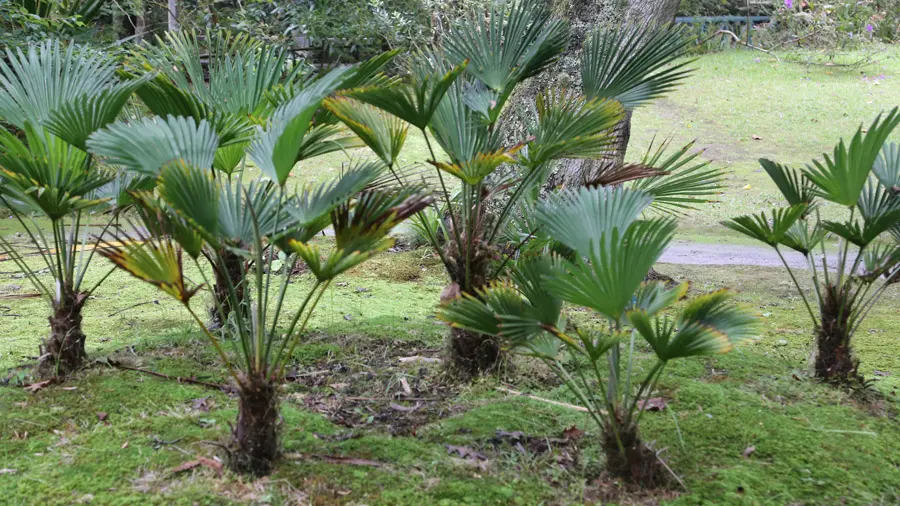 incontournables de Terceira
