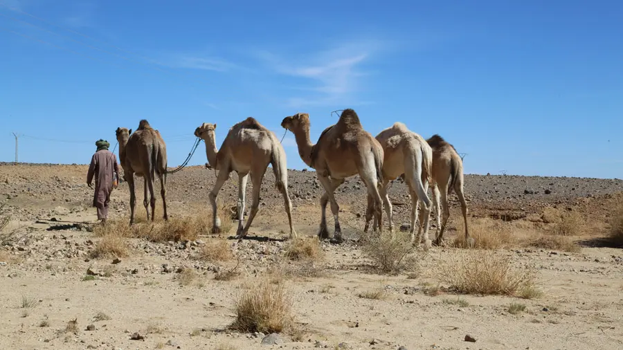 incontournables de l'Égypte